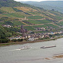 Weinhänge am Rhein